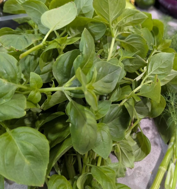 Lemon Basil